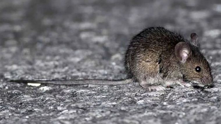 Confirmaron nuevos casos de hantavirus en provincia de Buenos Aires.
