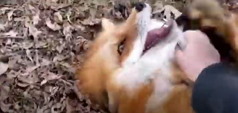 Zorro riéndose video