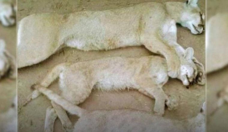 Las imágenes que se viralizaron (Foto: El Liberal)