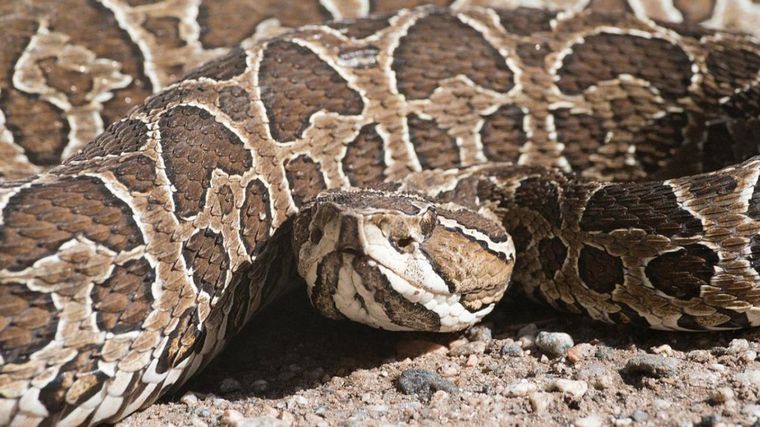 La yarará es una de las serpientes más venenosas de Argentina.