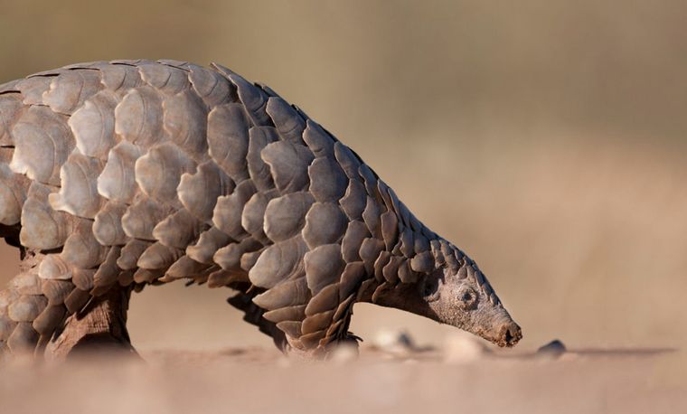 Pangolín, un mamífero salvaje