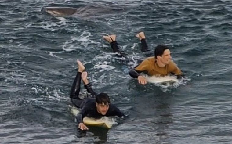 Un turista francés se defendió de un tiburón con golpes de puño.