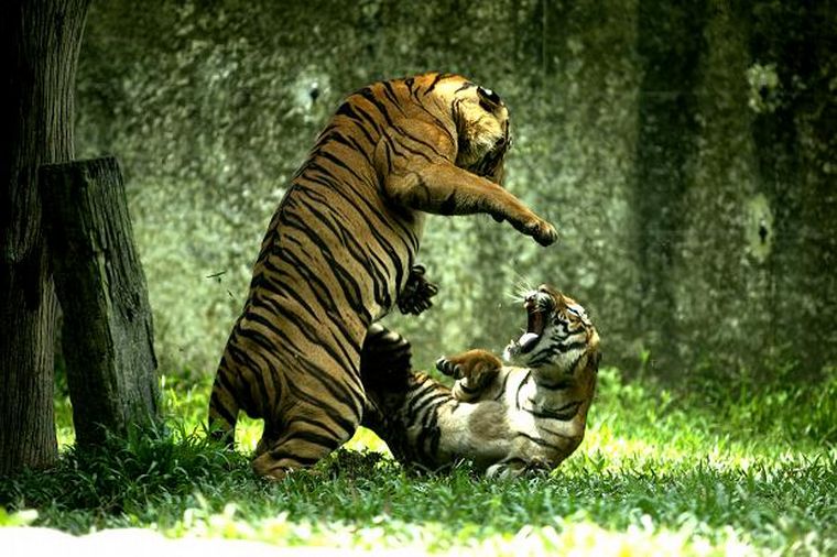 El reto viral de los tigres en la foto.