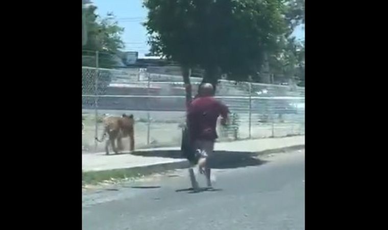 Un hombre atrapó a un tigre con una silla