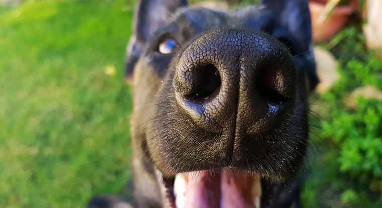 Adiestran a perros para detectar personas infectadas con coronavirus.