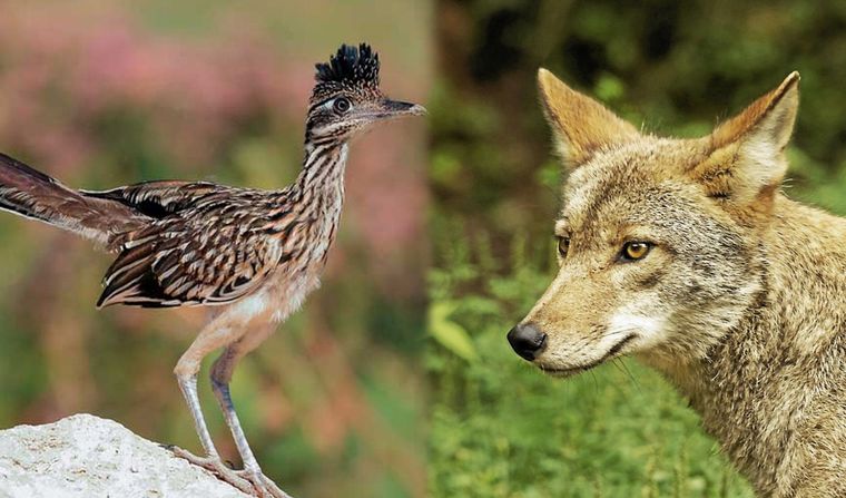 Las imágenes fueron registradas en parque de Tucson, en Arizona.