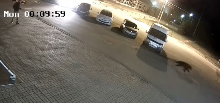 El oso atacó al hombre sin razón alguna.