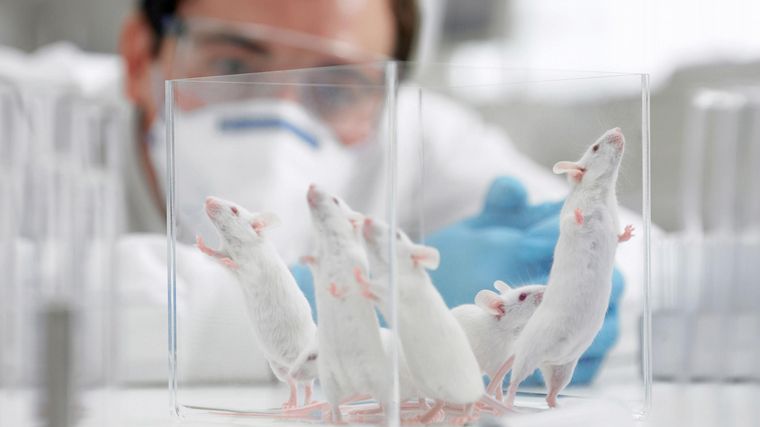 Detectan una hepatitis que es transmitida por ratones.