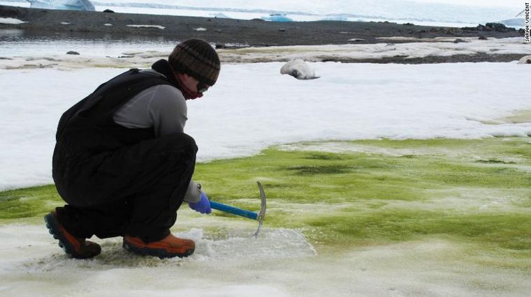 La nieve se está volviendo verde en la Antártida