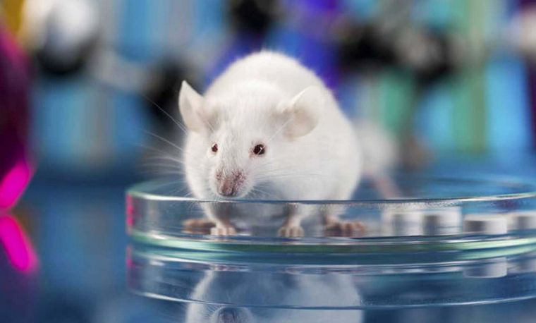 Desarrollan un embrión de ratón 4% humano