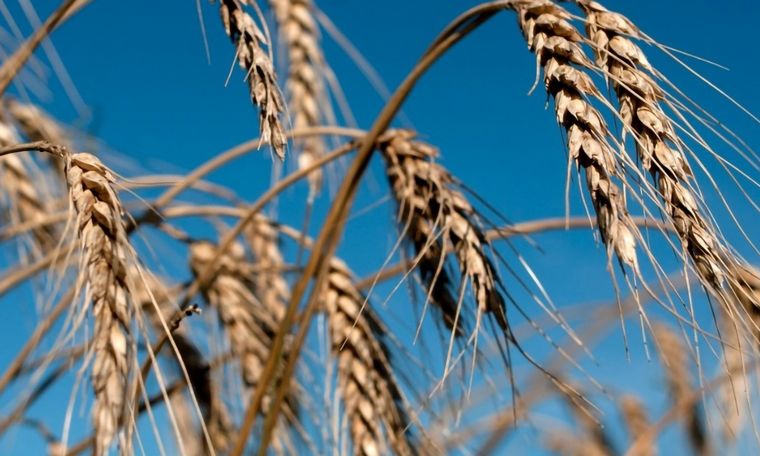 Sin mayores lluvias para el trigo sembrado en mayo.