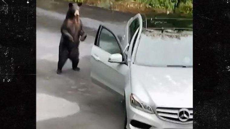 El oso abrió la puerta del auto