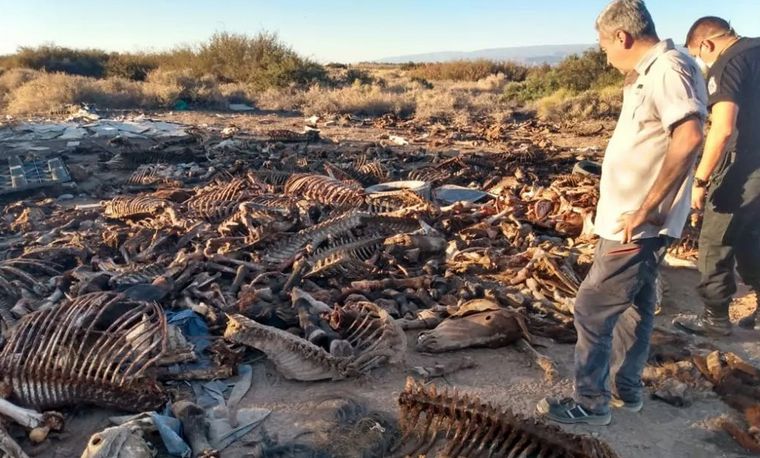 Cementerio de caballos en San Juan (Foto: Diario de Cuyo)