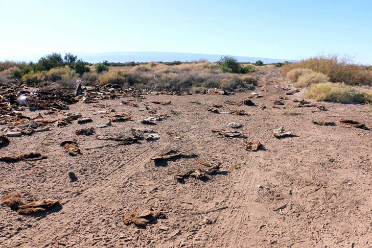 Cementerio de caballos en San Juan (Foto: Tiempo de San Juan)