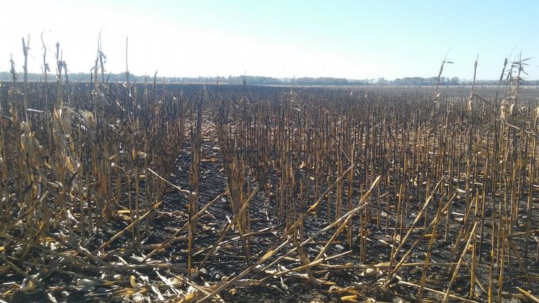 Así quedó el campo de Gabriel De Raedemaeker.