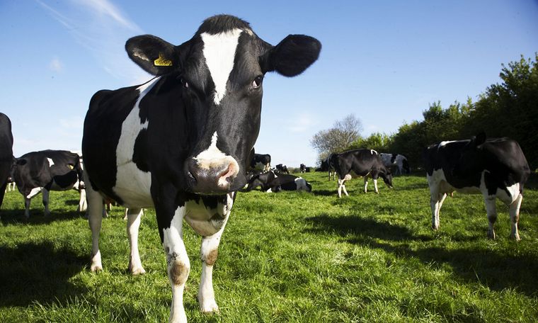 Encontraron 244 de los 3.530 vacunos que desaparecieron del feedlot de Luis Magliano