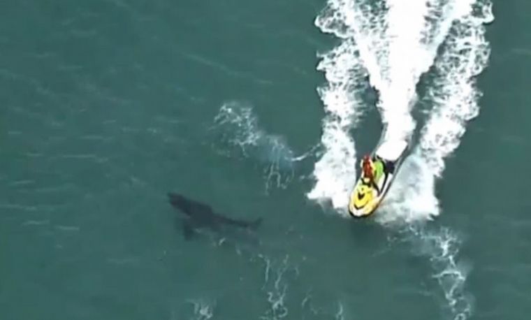 Un surfista murió tras ser atacado por un tiburón en Australia