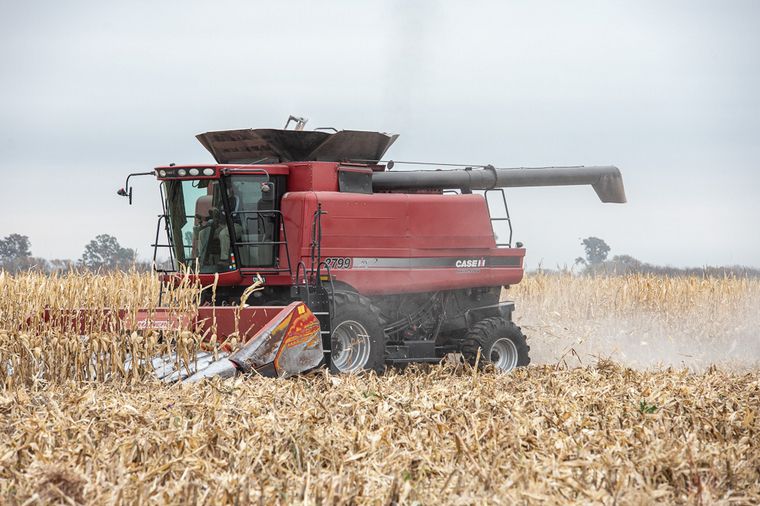 El Gobierno proyectó la cosecha de maíz en la provincia.