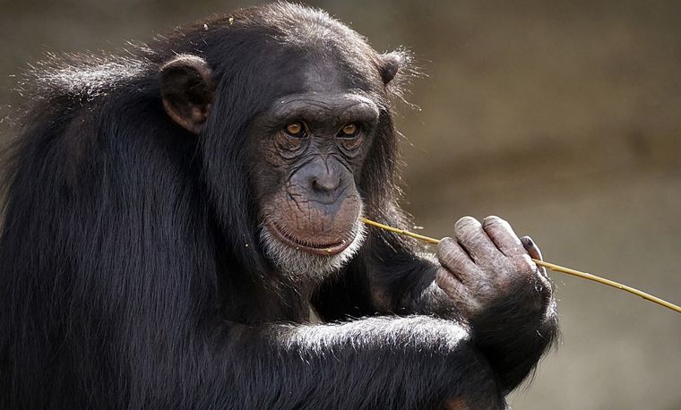 Nuevo estudio sobre los chimpances