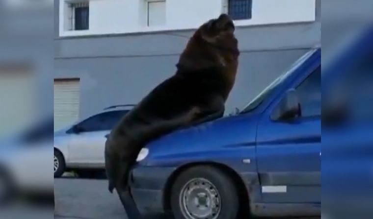 Lobo marino sobre un auto en Mar del Plata.