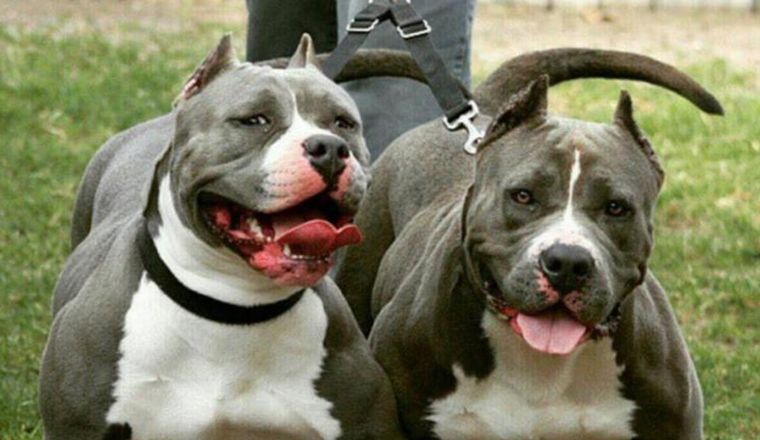 El delincuente se encontró con los dos perros guardianes.
