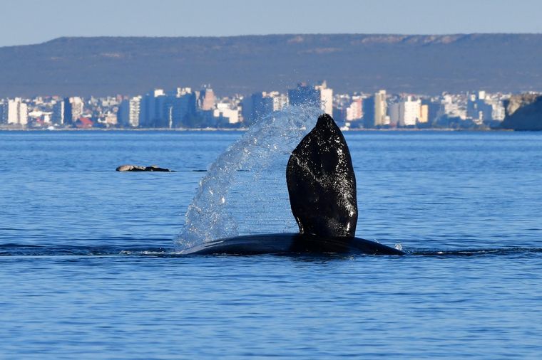 Más de 100 ballenas viajan de Brasil a Península Valdés (Foto: Telam)