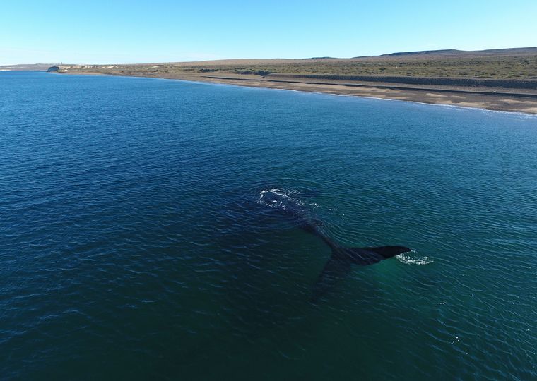 Más de 100 ballenas viajan de Brasil a Península Valdés (Foto: Telam)