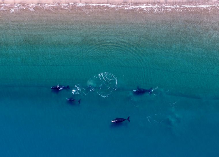 FOTO: Más de 100 ballenas viajan de Brasil a Península Valdés (Foto: Telam)