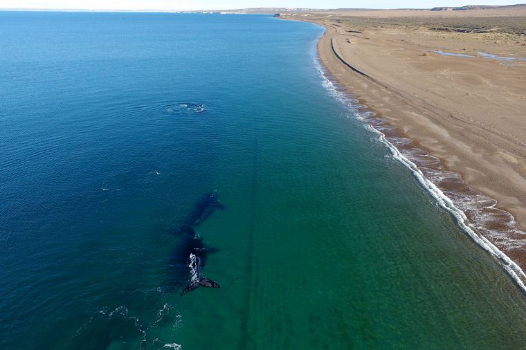 Más de 100 ballenas viajan de Brasil a Península Valdés (Foto: Telam)