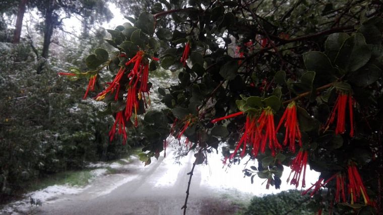 FOTO: Copiosa nevada en Bariloche.