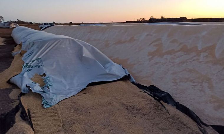 Rotura intencional de silobolsas en el Tambo Mharnes.