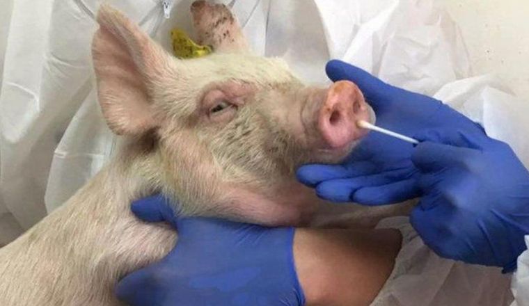 El nuevo virus con potencial de pandemia está en los cerdos.
