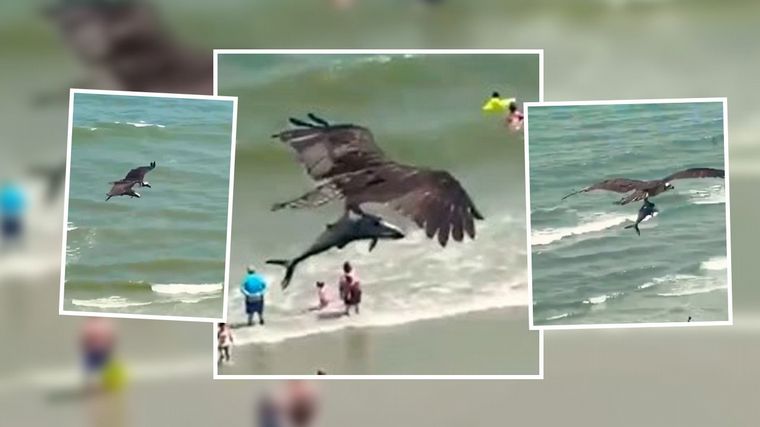 Impactante video de un águila cazando a un tiburón - Noticias - Cadena 3  Argentina