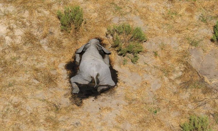 Preocupa la muerte de unos 350 elefantes en Botsuana