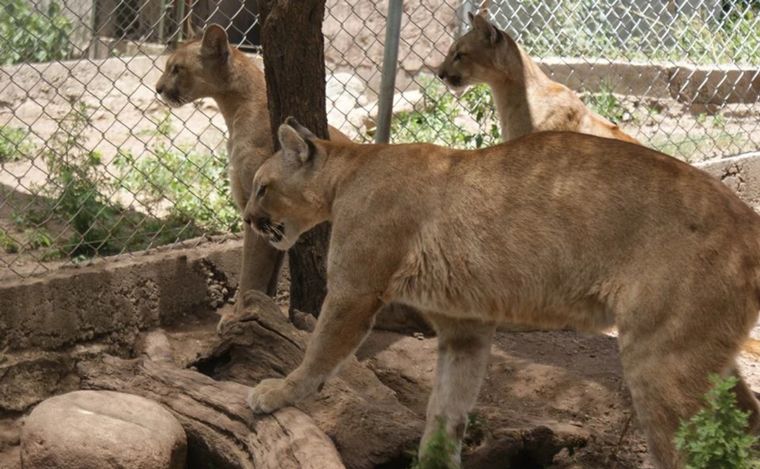 Pumakawa se dedica a la recuperación de animales y a la restauración del monte nativo