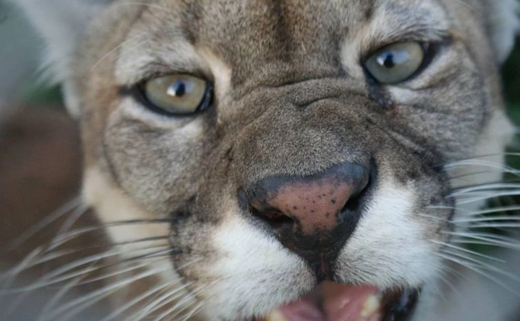 En la reserva hay pumas, monos, guanacos, llamas, comadrejas, liebres y zorros.