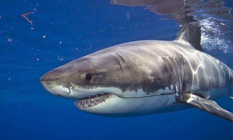 Los adultos de esa especie pueden medir más de 6 metros y pesar más de una tonelada