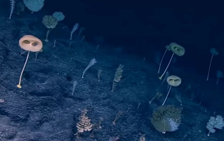 FOTO: Curiosidades del fondo del mar.