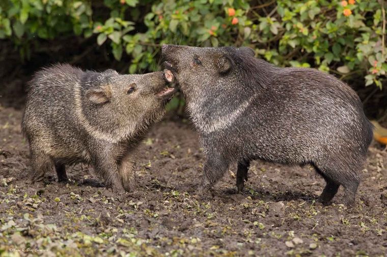 Trasladan cuatro ejemplares de pecarí de collar al Iberá.