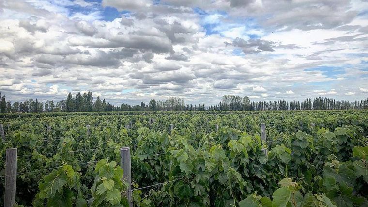 Bodega Zuccardi Valle de Uco.