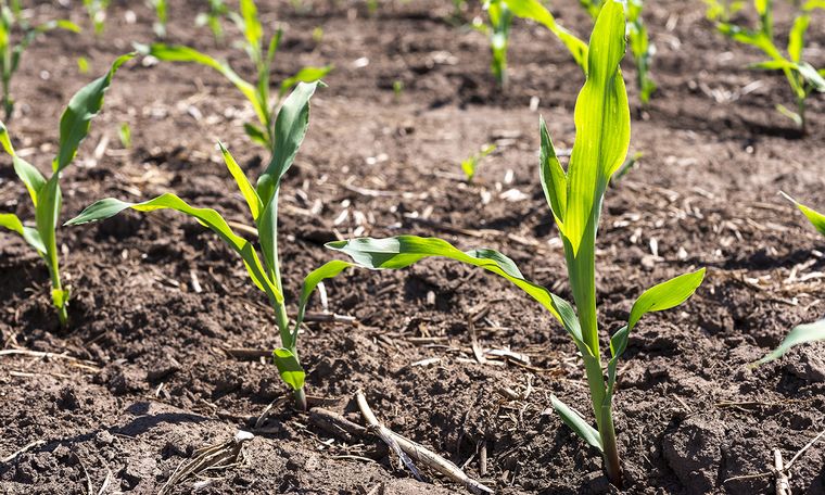 Dekalb suma dos nuevos híbridos de maíz a su portfolio.