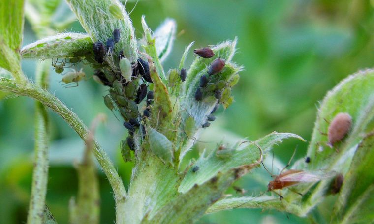 Colonia de pulgones en alfalfa.