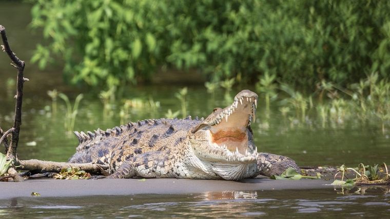 El pequeño fue atacado por una hembra con crías (Imagen ilustrativa)