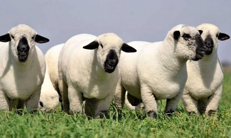 Primer remate online Hampshire Down de cabañas cordobesas.