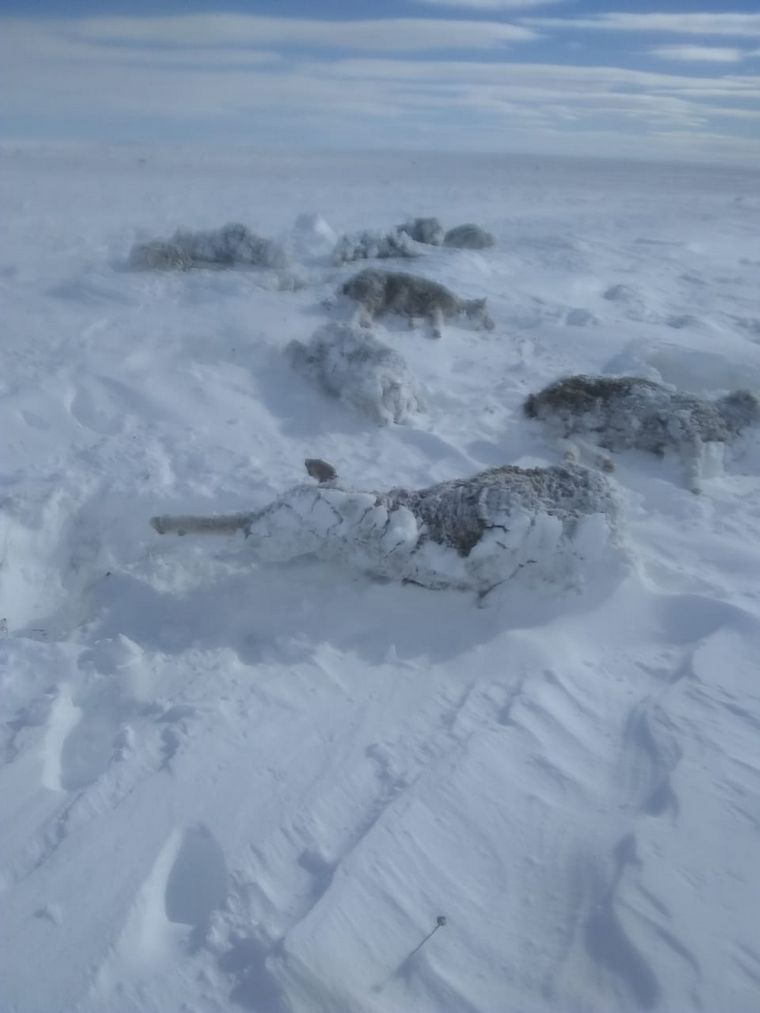 Animales temporal nieve