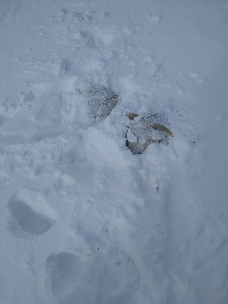 Animales temporal nieve