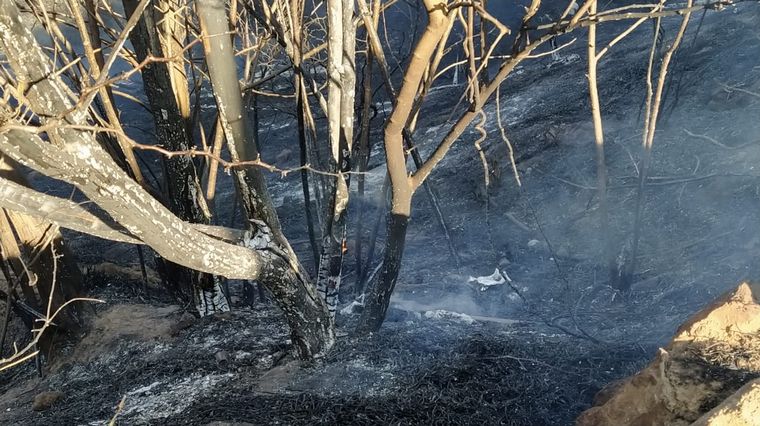 Incendio en el Parque Sarmiento de Córdoba.