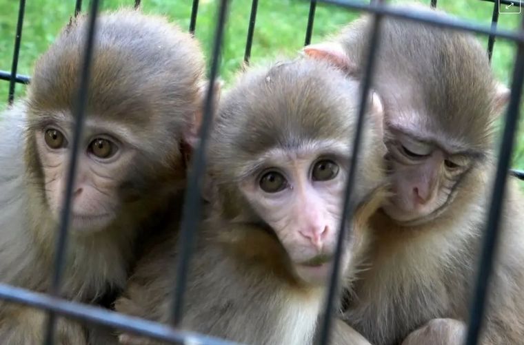 Dos monos macacos cuidan a su pequeño hermano.