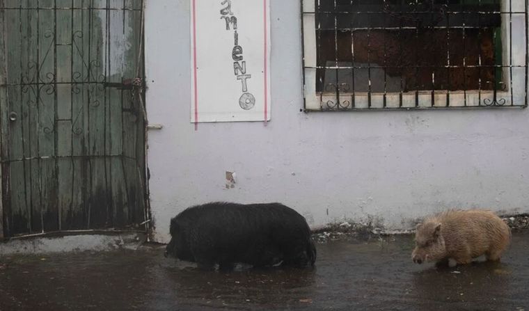 Tormenta Isaías (Foto: elnuevodía.com)