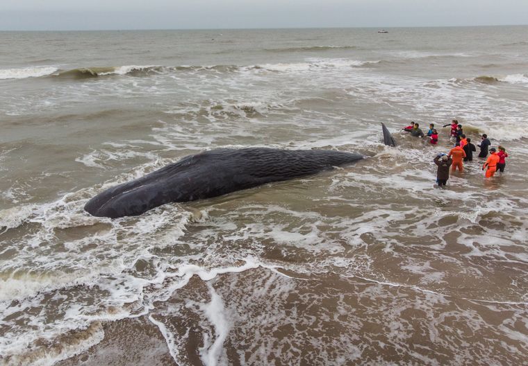 Una ballena de gran porte quedó varada en una playa de Santa Clara del Mar